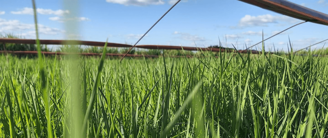 Área de cultivo da Xiru Mudas & Mudas | Tifton e Jiggs
