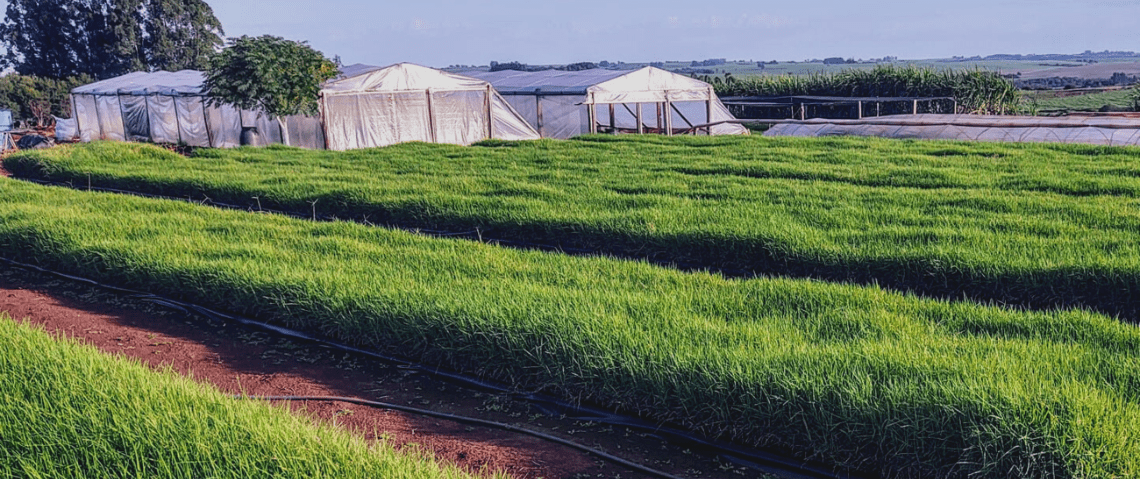 Área de cultivo da Xiru Mudas & Mudas | Tifton e Jiggs