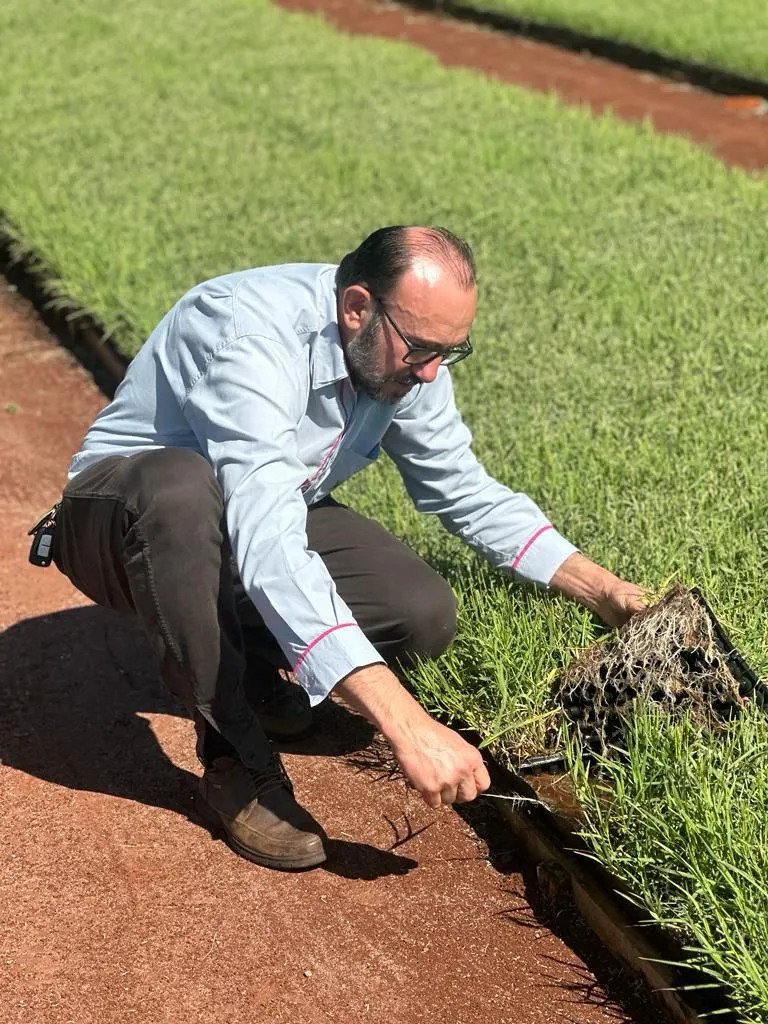 Glauco Benvenutti - CEO da Xiru Mudas, pioneiro na implantação de Tifton