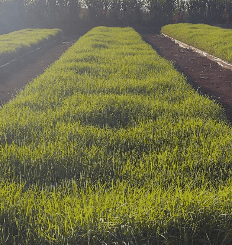 Implantação de Mudas Tifton e Jiggs: Garantia de Paisagismo Verdejante e Duradouro