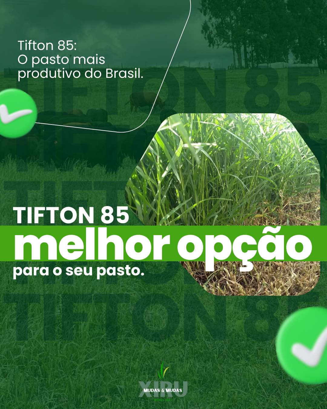 Reserve seu lote agora e garanta o pasto mais produtivo para a sua lavoura!