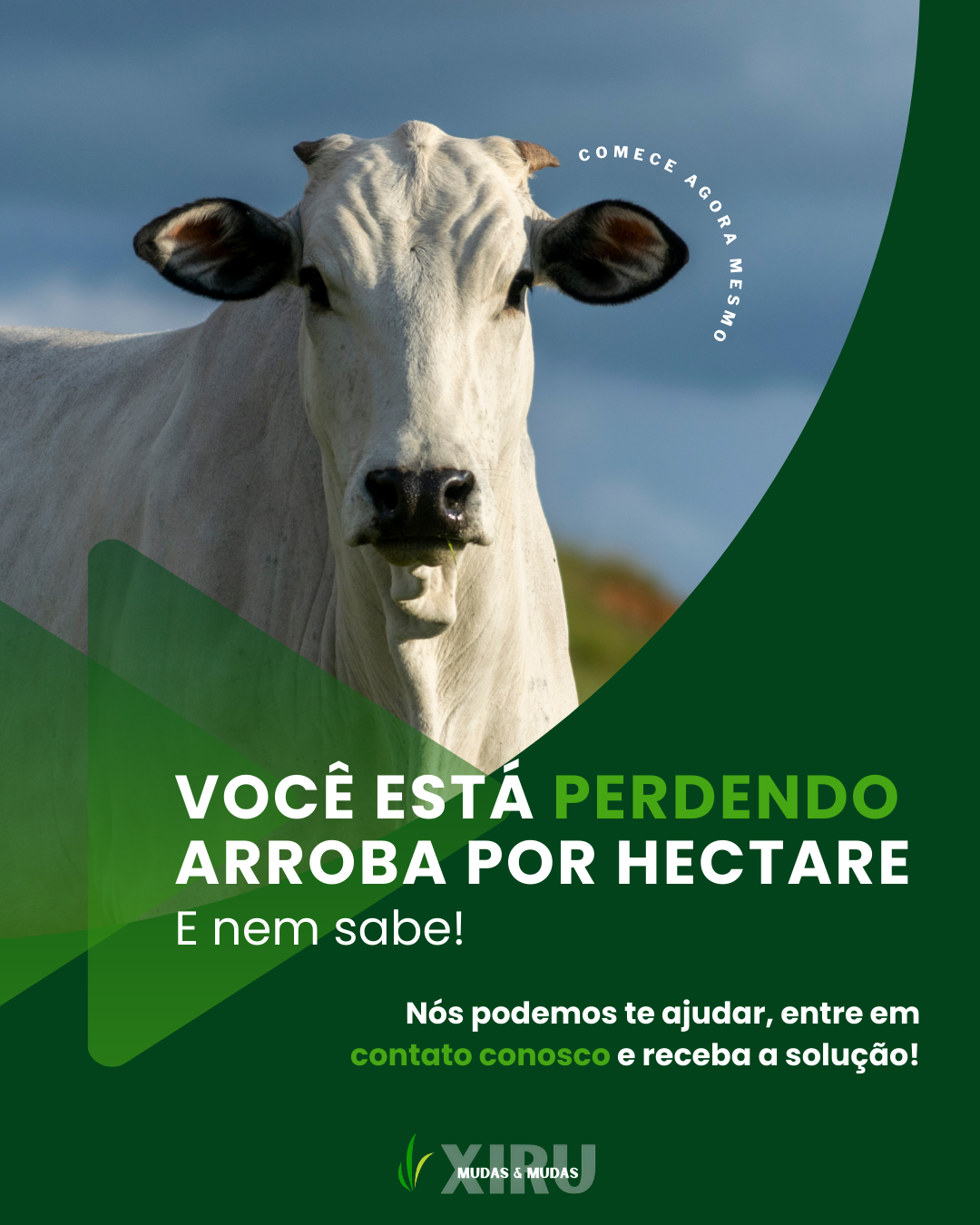 Produza mais em menos tempo com a Xiru Mudas!