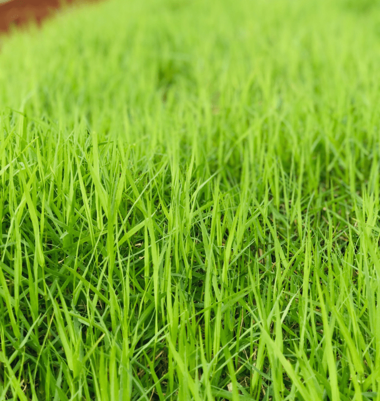Cultivo de Tifton 85: Dicas Essenciais para o Sucesso na Produção de Grama Tifton 85
